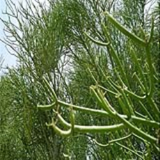 درختی در نیکشهر که نفت تولید می‌کند/ عکس